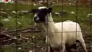 Chèvre qui crie
