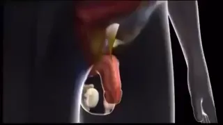 Pénis excité